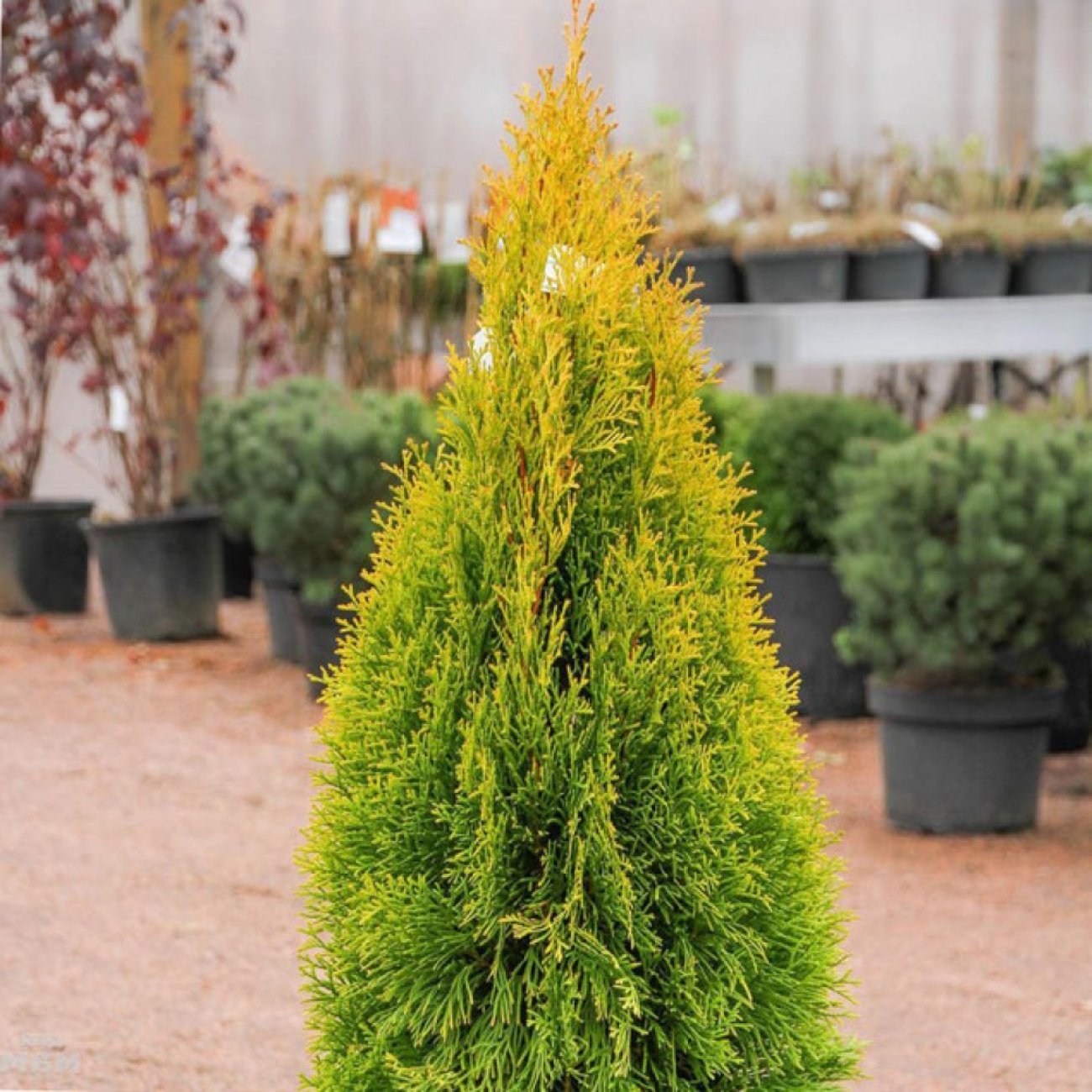 Obrázok Tuja západná (Thuja occidentalis) ´GOLDEN ANNE´ ®- výška 40-60 cm, kont. C5L - 2. Trieda/Kvalita B